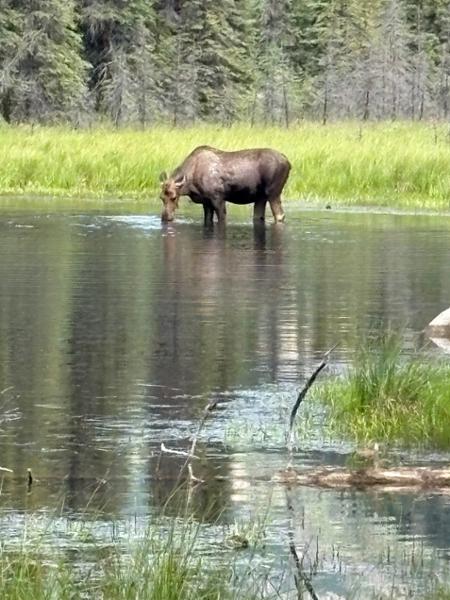 Jewels of Alaska