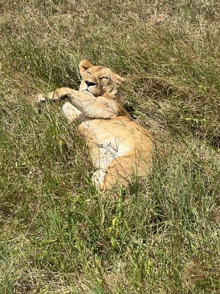 Serengeti in my soul.