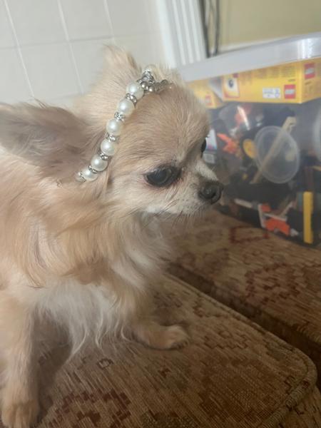 Piccolo Light / Senior for Dogs