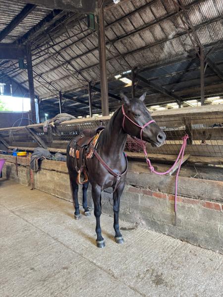 One of the best horse feed products on the market