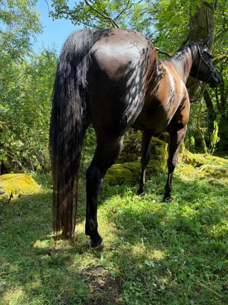 One of the best horse feed products on the market