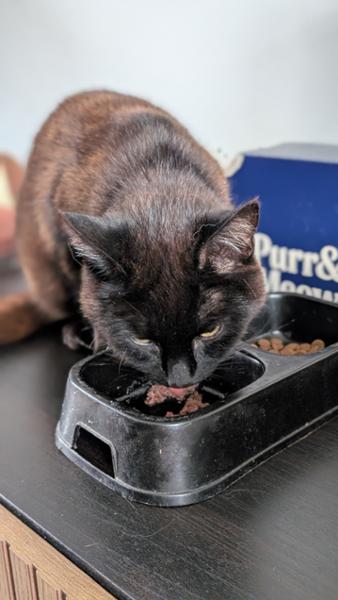 Wet Food For Senior Cats | 12 x 85g | Grain-Free Cat Fillets In Gravy | Purr & Meow | Complete Turkey & Superfoods Cat Food