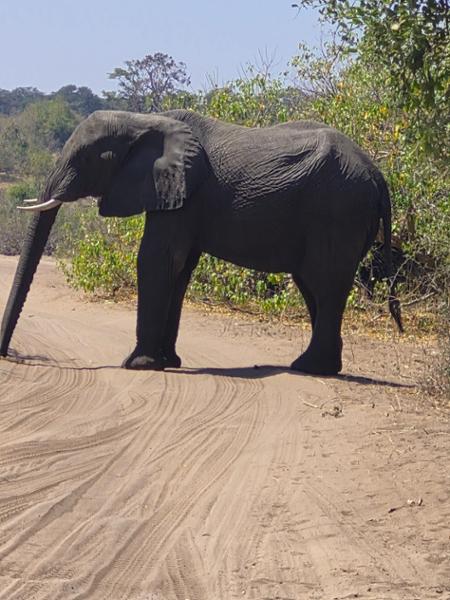 5868-South Africa & Victoria Falls 2026 for 2