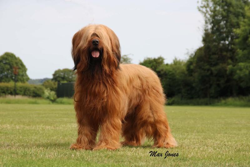 Hypoallergenic Dog Food For Itchy Skin | 2kg | Dry Dog Food For Skin Allergies | Pooch & Mutt | Grain-Free
