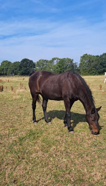 ActiVet - 125 Days Supply (6.80kg)