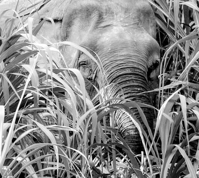 5030-2 for 1 Borneo