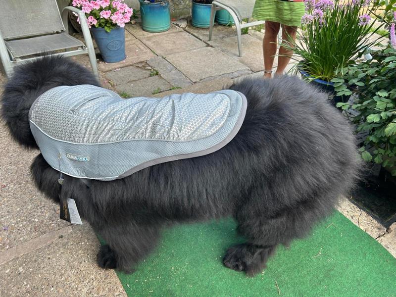 Dog Cooling Vest - ClimaCOOL Jacket - MED - Beagle/French Bulldog - George Barclay