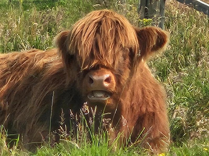 Country Roads of Scotland - Premium