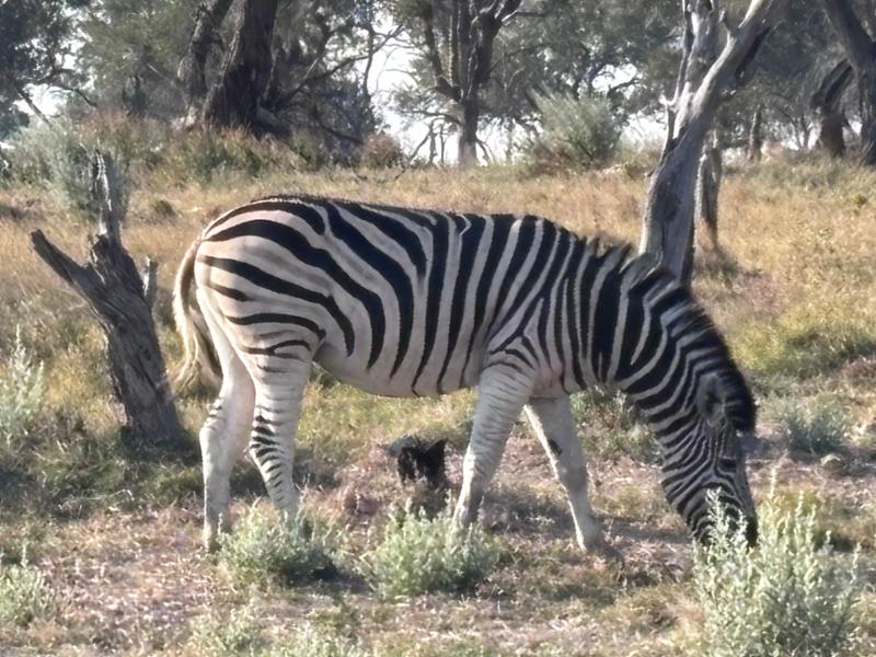 Family Botswana and Zimbabwe Safari Adventure
