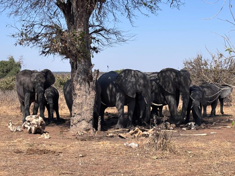 Family Botswana and Zimbabwe Safari Adventure