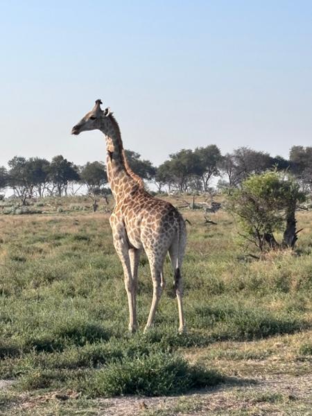Family Botswana and Zimbabwe Safari Adventure
