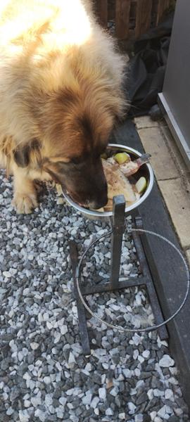 Aviform's Guide to Dog Joint Supplements
