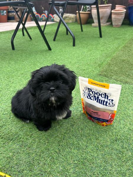 Beef Jerky Training Treats For Puppies | 90% Fresh Beef | 80g | High Protein Puppy Treats | Pooch & Mutt | Grain-Free
