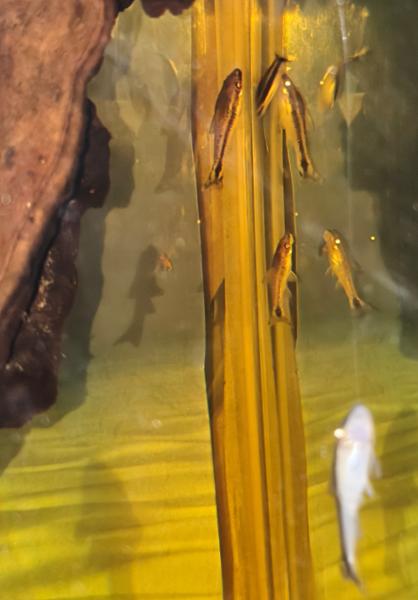 Otocinclus the algae eaters