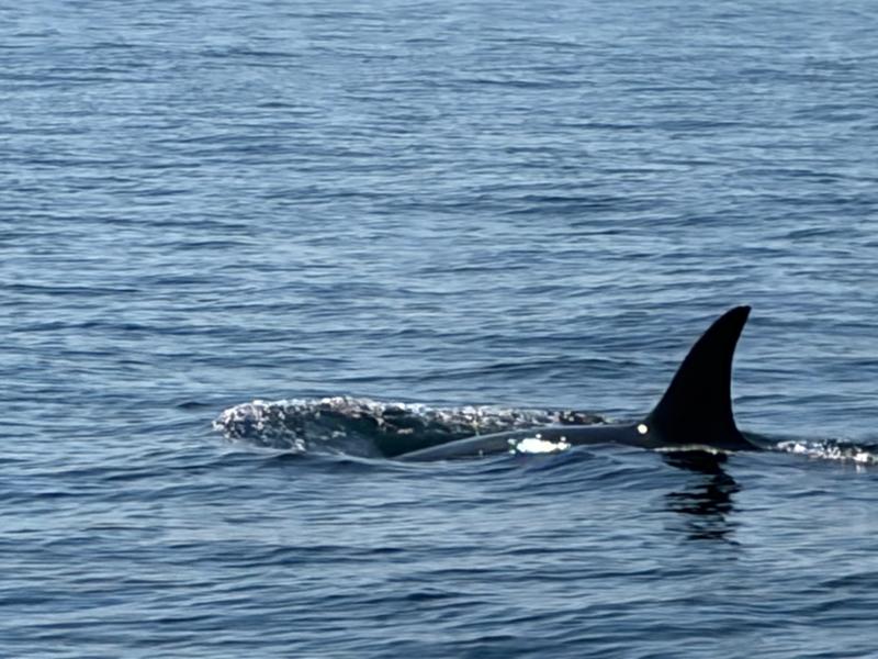 6-Day San Juan Islands & Olympic National Park Bike Tour