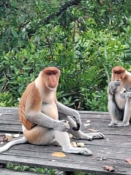 5862-Best of Borneo