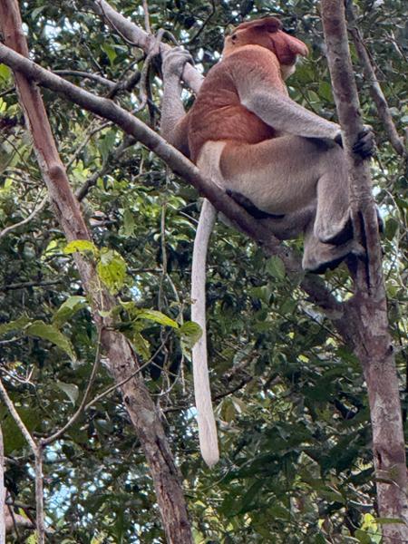 9 Day Wild Borneo Discovery incl. Mount Kinabalu Homestay, Orangutan Encounter, Turtle Island, Sun Bear Centre + more