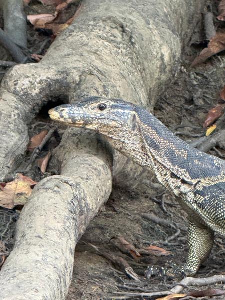 9 Day Wild Borneo Discovery incl. Mount Kinabalu Homestay, Orangutan Encounter, Turtle Island, Sun Bear Centre + more