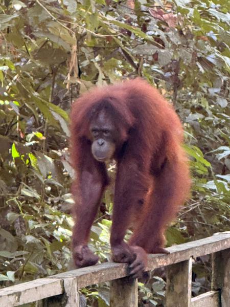 9 Day Wild Borneo Discovery incl. Mount Kinabalu Homestay, Orangutan Encounter, Turtle Island, Sun Bear Centre + more