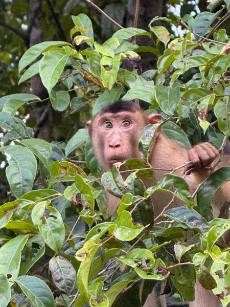 9 Day Wild Borneo Discovery incl. Mount Kinabalu Homestay, Orangutan Encounter, Turtle Island, Sun Bear Centre + more
