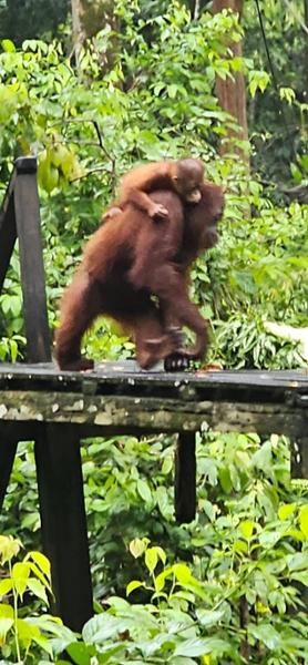 5862-Best of Borneo