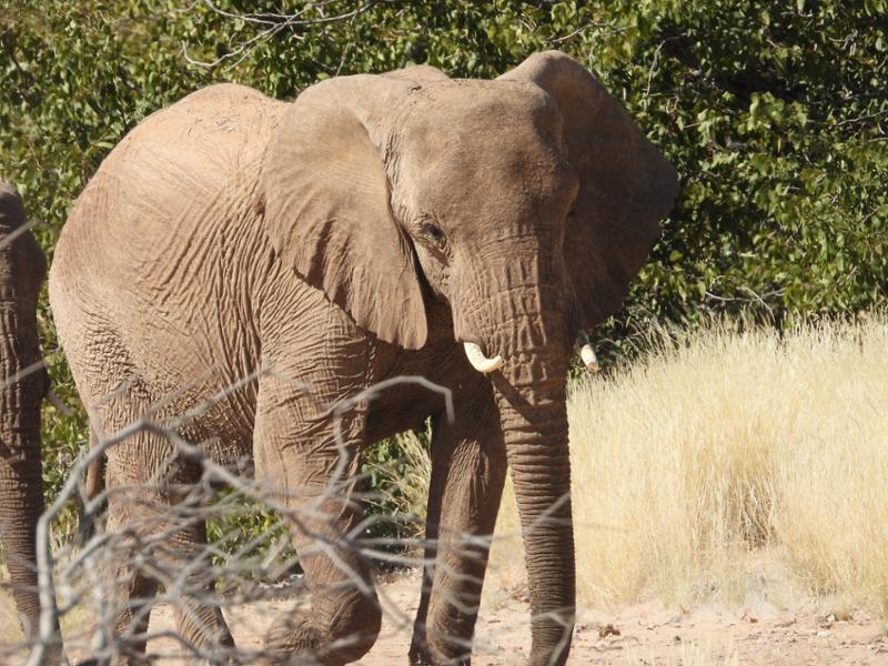 Do not travel to Africa with anyone else!