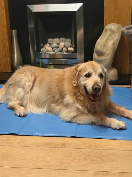 Long-Lasting Fish Hide Chews