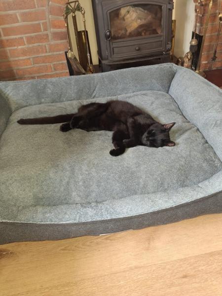 Scruffs Harvard Memory Foam Orthopaedic Box Bed for Dogs Graphite Grey XX-Large
