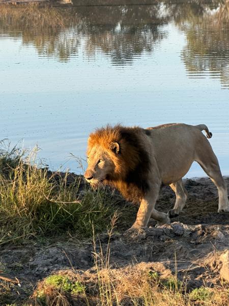 Amazing Cape Town, Kruger safari and Victoria Falls experience!!