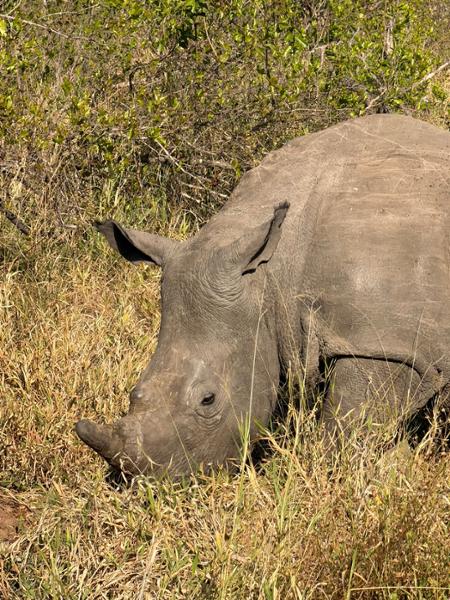 Amazing Cape Town, Kruger safari and Victoria Falls experience!!