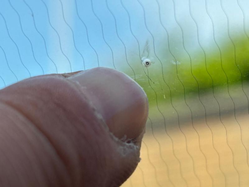 Windscreen Chip Repair