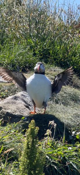 Your holiday: Mull & Iona Guided Walking with Sightseeing