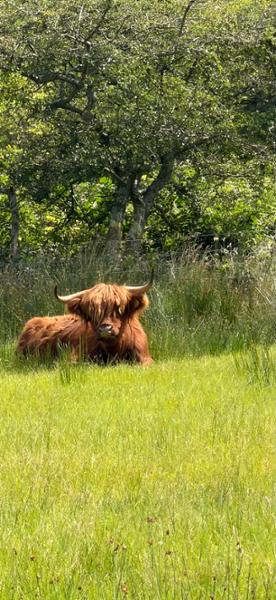 Your holiday: Mull & Iona Guided Walking with Sightseeing
