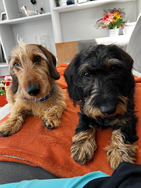 Black Pudding Training Treats