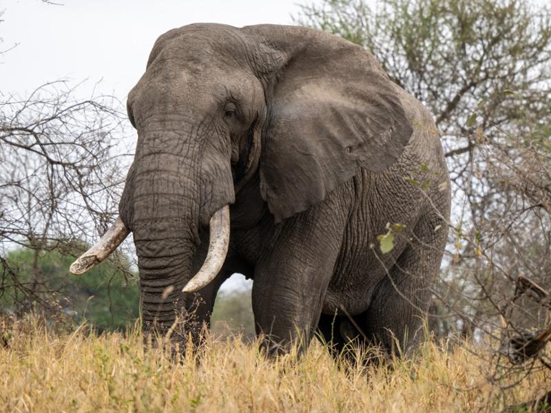 African Safari: Kenya and Tanzania on 07/10/2026
