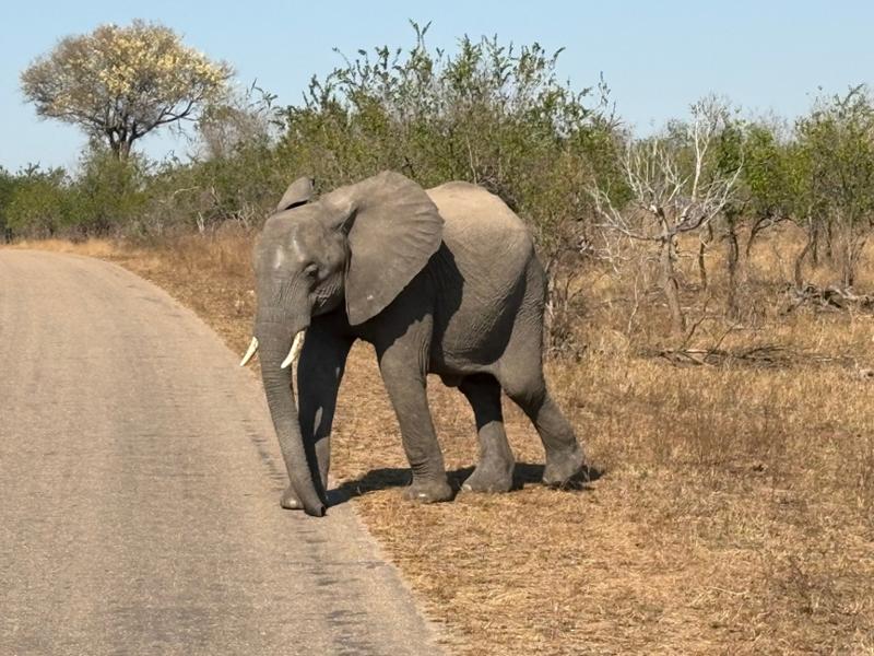 6132-Grand Kruger Safari & Cape Town