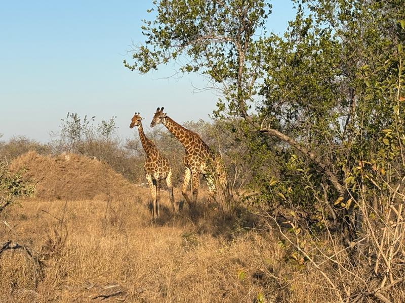 6132-Grand Kruger Safari & Cape Town