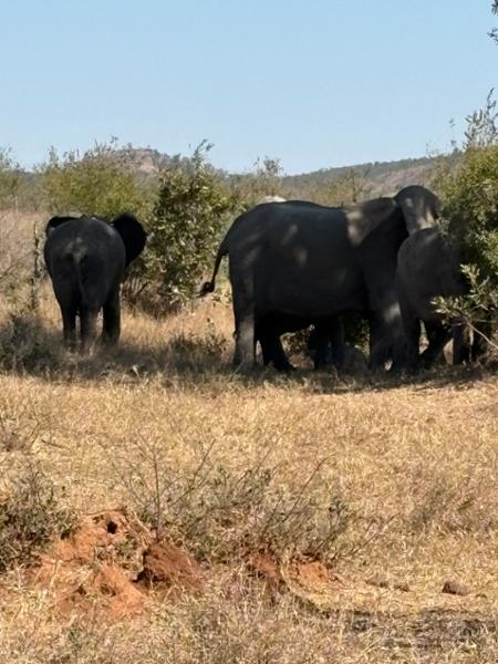 6132-Grand Kruger Safari & Cape Town