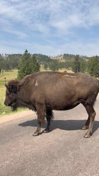 Discover South Dakota on 07/17/2026