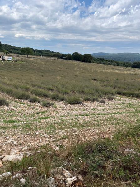 Burgundy  the River Rhone & Provence Cruise