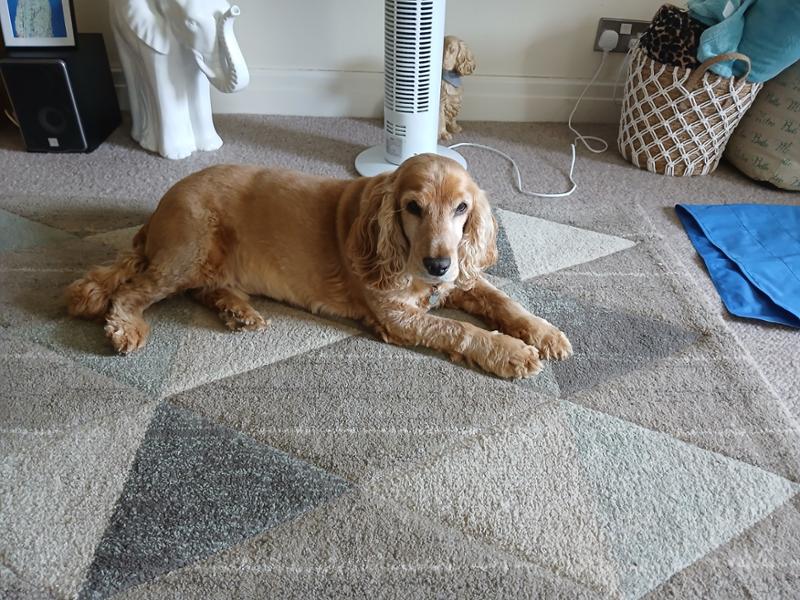 Onsior for Dogs 20mg