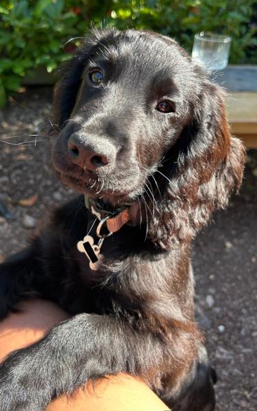 Salmon Biscuit Bakes For Dogs