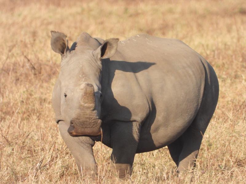 Tanzania Explorer