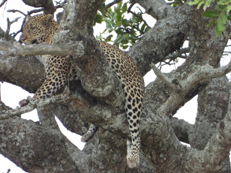 Tanzania Explorer