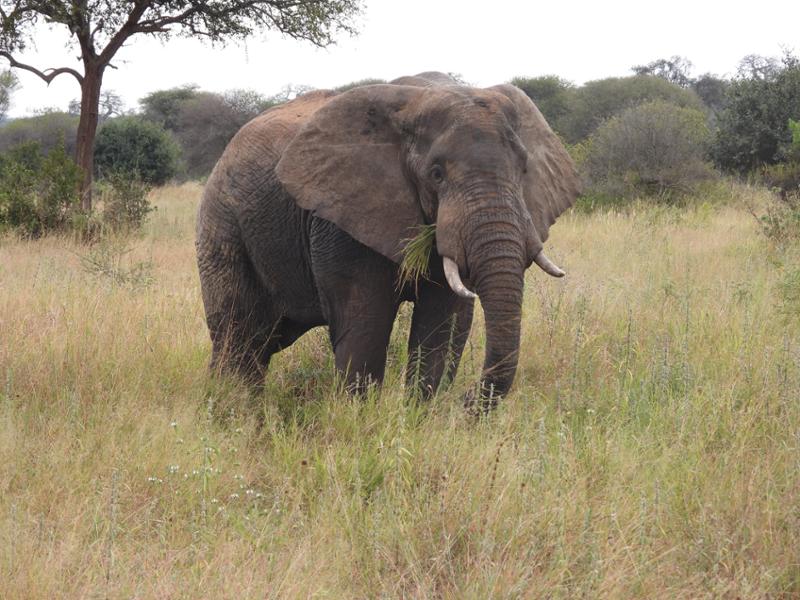 Tanzania Explorer