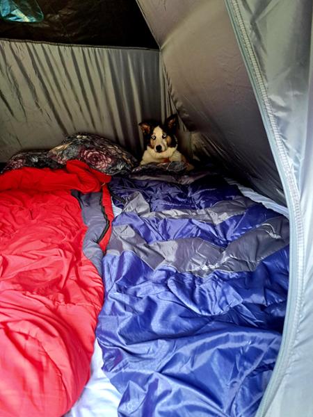 Castle Ward Campsite