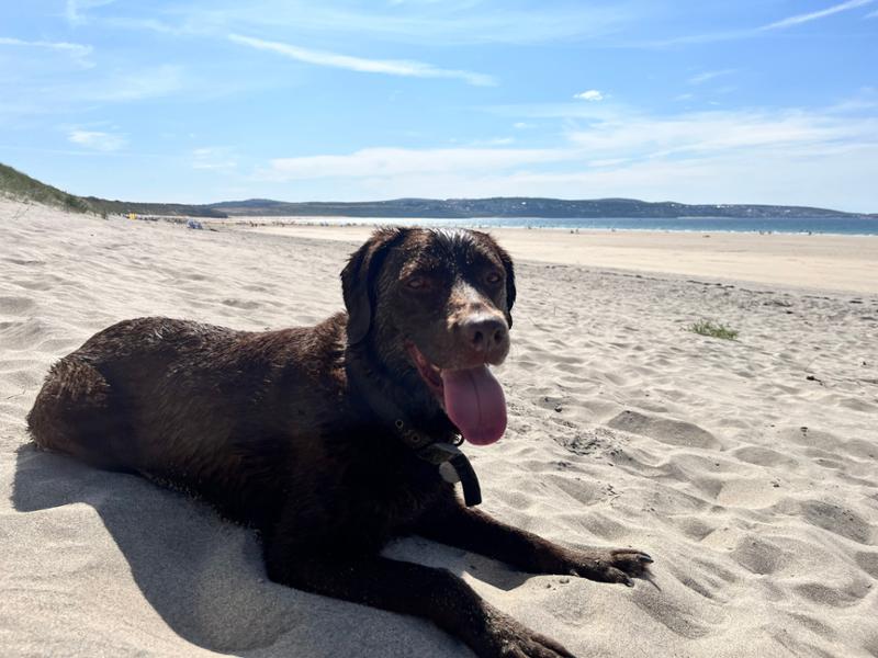 Fantastic family and dog-friendly holiday