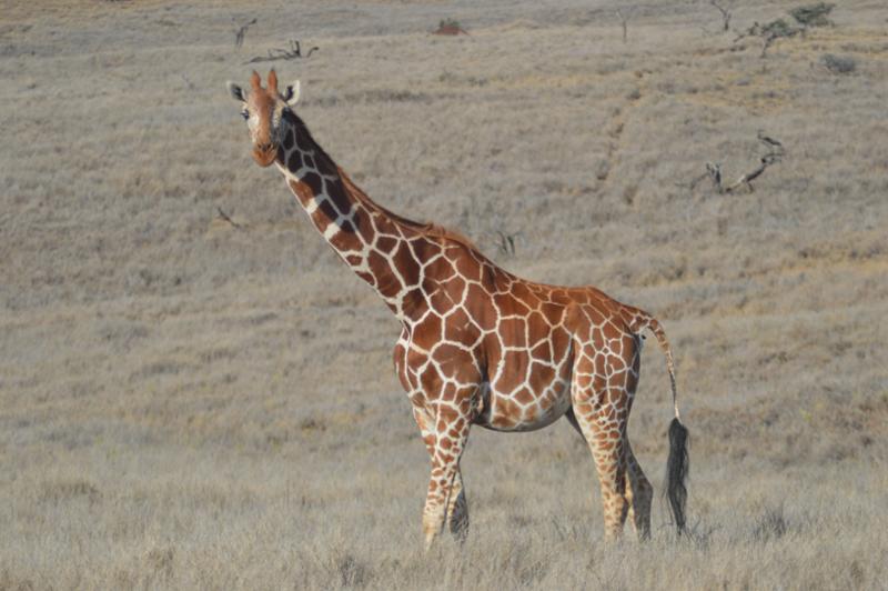 Kenya (modified KWS)