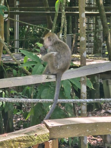 5862-Best of Borneo