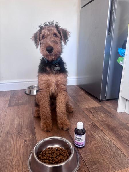 Pooch & Mutt Hemp Oil for Dogs | 250ml | 100% Hemp Oil | Omega 3 For Dogs | Supports Everyday Wellbeing | For Anxious Or Excitable Dogs